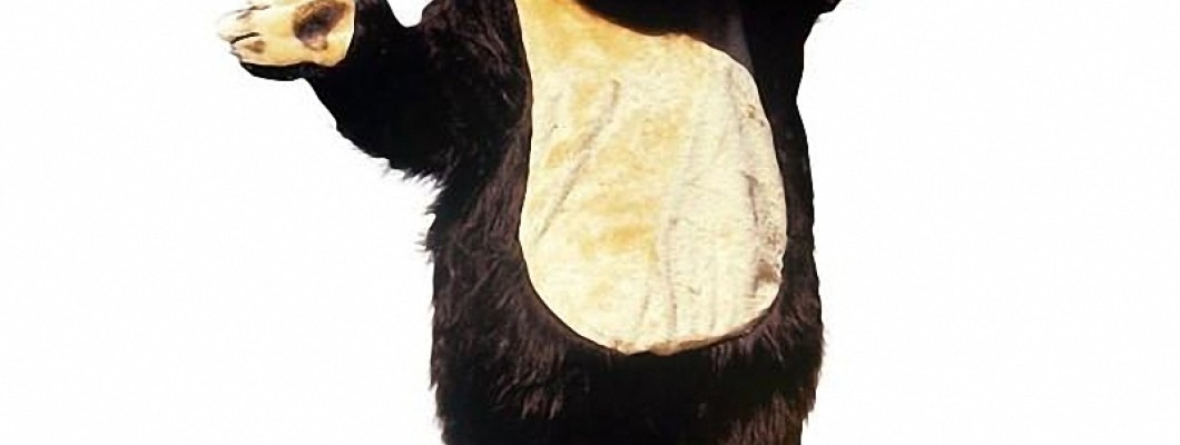 From Concept to Reality: Designing Fish Mascot Costumes for Maximum Impact