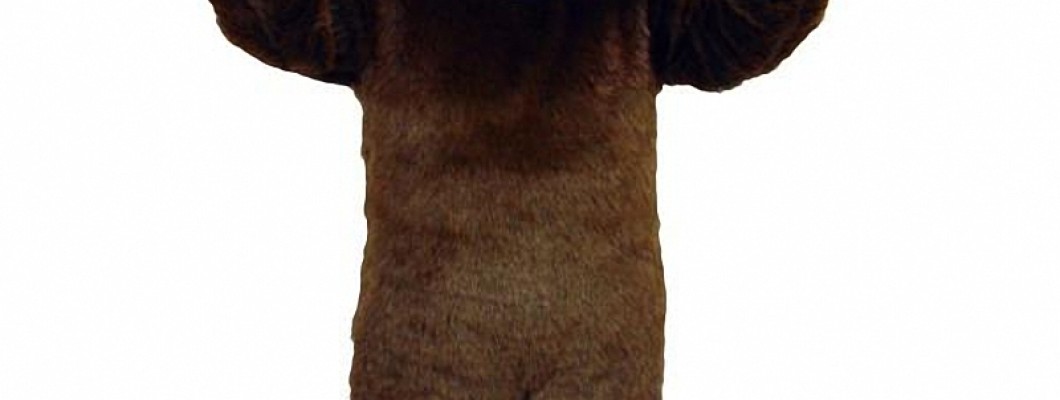 DIY Bear Mascot Costume: Tips and Tricks from the Pros
