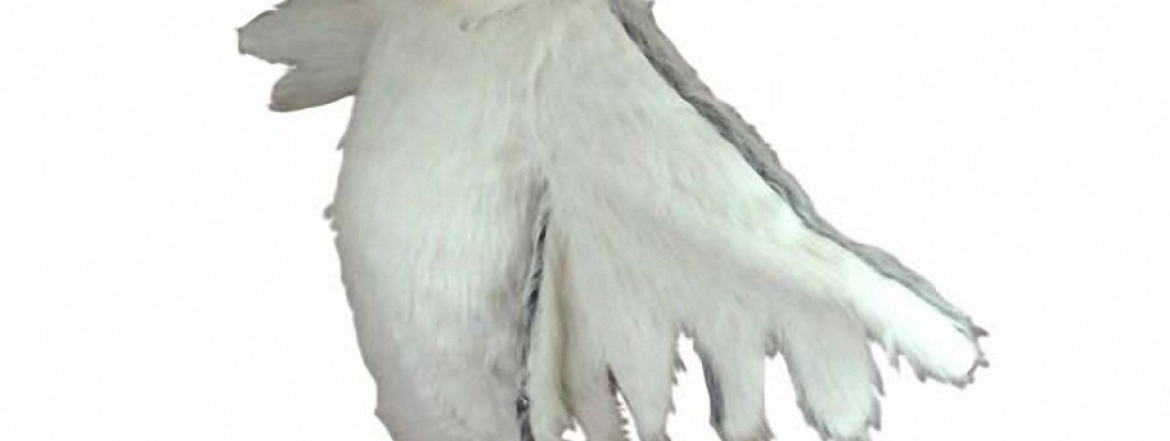 Caring for Your Raccoon Mascot Costume: Maintenance Tips for Longevity