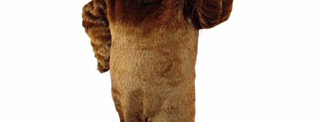 Case Studies: Successful Branding with Mascot Costumes
